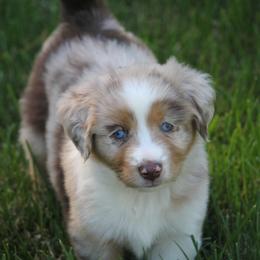 Border Collie, English Setter, and Miniature American Shepherd Puppies from First Harmony Farms