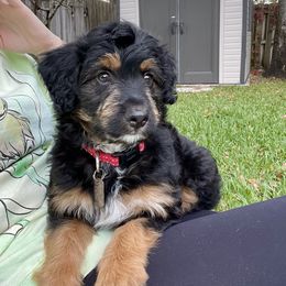 Aussiedoodle and Australian Shepherd Puppies from Autumn's Aussies