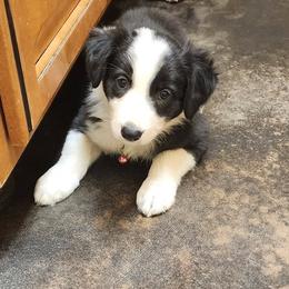 Lavender - Black and white female Border Collie puppy in Opelousas, Louisiana from Zahara Border Collies
