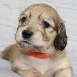 Yellowstone (Orange Band) - Cream male Dachshund puppy in Raleigh, North Carolina from McLovin Doxies
