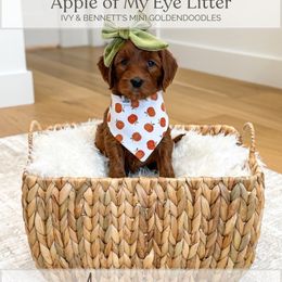 Ambrosia - Red  female Goldendoodle puppy in Bell Buckle, Tennessee from Precious Puptown Doodles