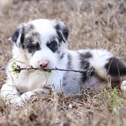 Border Collie Puppies from Sandhill Ranch Border Collies