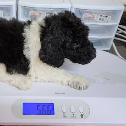Goldendoodle and Poodle Puppies from Elizabeth Rocha's Doodles