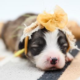Yellow - White and fawn female Pembroke Welsh Corgi puppy in Mona, Utah from Sorensen Corgis