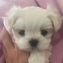 Rolax - White male Maltese puppy in Buckeye, Arizona from Casper’s maltese
