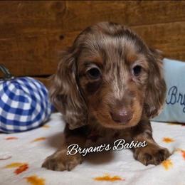 Chocolate chip - Dapple male Dachshund puppy in Webb, Alabama from Bryant's Babies