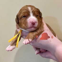 Mustang - Red female Nova Scotia Duck Tolling Retriever puppy in Albany, New York from Sardonyx Canines