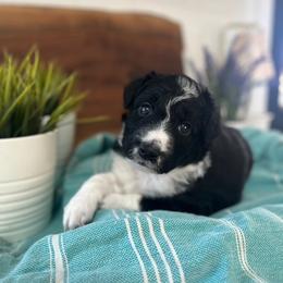 Santa Barbara - White and black female Bordoodle puppy in Valley Center, California from Circle R Valley Bordoodls