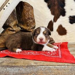 'Brianna' - Red tri-color female Australian Shepherd puppy in Durand, Wisconsin from Larson’s Legacy Aussome Aussie Kennels