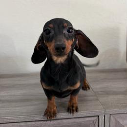 Roz - Black and tan female Dachshund puppy in Waycross, Georgia from Southern Paws