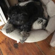 Lowchen Puppies from Ashford Kennel
