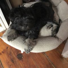 Lowchen Puppies from Ashford Kennel