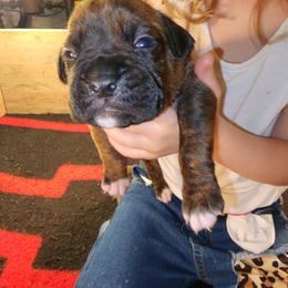 Boxer Puppies from Andrus Family Boxers
