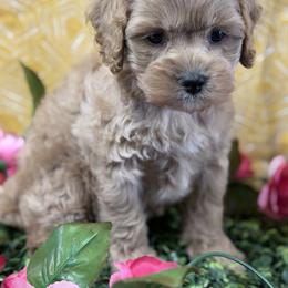 Fay apricot girl - Golden female Cockapoo puppy in Haines City, Florida from Camic Cockapoos
