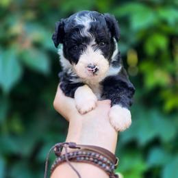 Thyme - Black and white female Aussiedoodle puppy in Centreville, Mississippi from Trin's Designer Doodles
