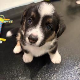 Odessa (Pink Collar) - Black and white female Cardigan Welsh Corgi puppy in Greensboro, North Carolina from Wynnewood Kennels