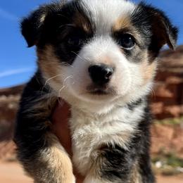 Pembroke Welsh Corgi and Toy Australian Shepherd Puppies from Double Bar H Corgis & Aussies