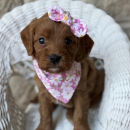 Cavapoo puppies from Bluebonnett Maltipoos and Cavapoos