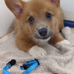 Pembroke Welsh Corgi Puppies from Wartooth Cowdogs