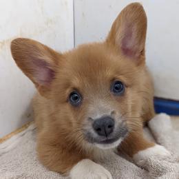 Pembroke Welsh Corgi Puppies from Wartooth Cowdogs