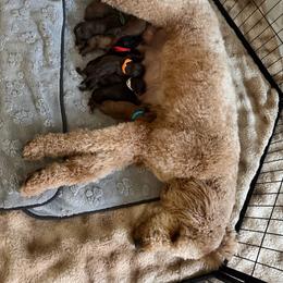 Girl 2 - Sable female Goldendoodle puppy in Twin Falls, Idaho from Burrow & Bone