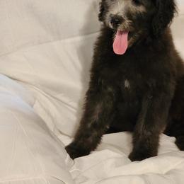 Goldendoodle Puppies from Country Pups Doodles