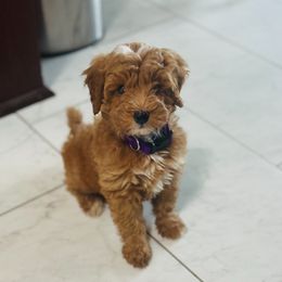 Mila - Goldendoodle