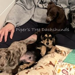 Dachshund puppies from Piper’s Tree Dachshunds