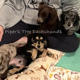 Dachshund puppies from Piper’s Tree Dachshunds