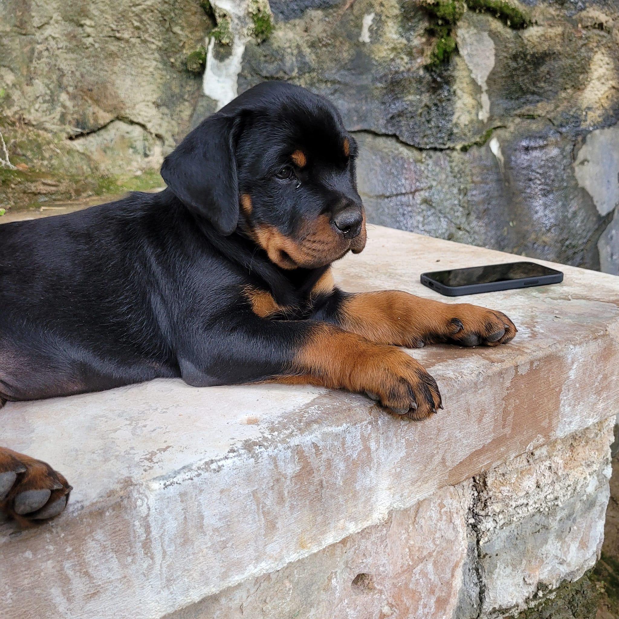 Rotten Rottie Ranch in Colorado | Rottweiler puppies | Good Dog