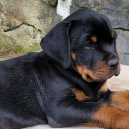 Rottweilers from Rotten Rottie Ranch