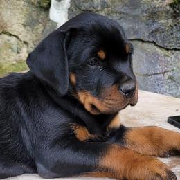 Rottweilers from Rotten Rottie Ranch