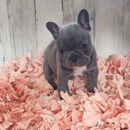 French Bulldog Puppies from PHP's Starbulls