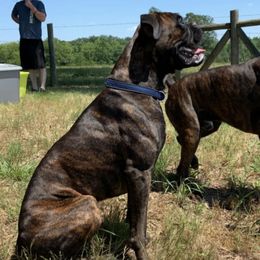 Australian Cattle Dogs and Boxers from Wahachee Creek Kennel
