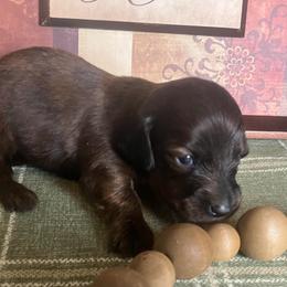 Jack - Brindle male Dachshund puppy in Sharon Springs, New York from Show Us The Way Homestead