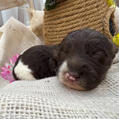 Tina - White and red female Bordoodle puppy in Canfield, Ohio from Poo's Doo's & Inu's