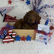 Boy 6 Scooby - Red Irish Doodle puppy in Galloway, Ohio from Heavenly Poodles