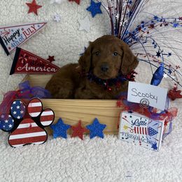Boy 6 Scooby - Red Irish Doodle puppy in Galloway, Ohio from Heavenly Poodles