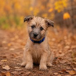 Wheaten Brindle - Wheaten brindle male Cairn Terrier puppy in Centerville, Texas from Cedar Forrest Terriers LLC (Cairns & Australian Terriers)