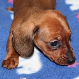 Dachshunds from Wanda's Dachshunds