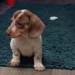 Toffee - Chocolate and cream female Dachshund puppy in Sacramento, California from Family and Farm Friendly Dachshund