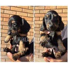 Olaf - Black and tan male Dachshund puppy in Orem, Utah from Miekca’s Dachshunds