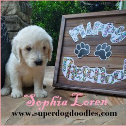 Goldendoodle Puppies from SUPERDog Doodles