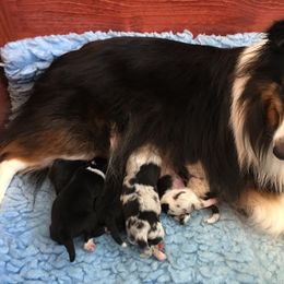 Shetland Sheepdog Puppies from RegalStarShelties