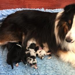Shetland Sheepdog Puppies from RegalStarShelties