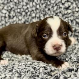 Peaches - Red tri female Miniature Australian Shepherd puppy in Michie, Tennessee from Acton Aussies