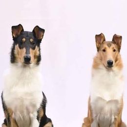 Collies and Shetland Sheepdogs from Zandria Collies and Shetland Sheepdogs