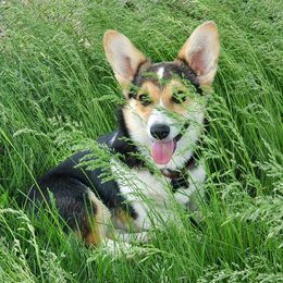 Pembroke Welsh Corgis from BrowTine Corgis