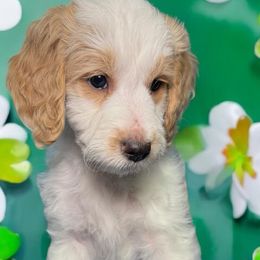 Goldendoodles from Dillon Doodles