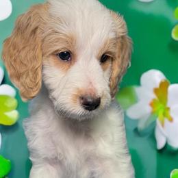 Goldendoodles from Dillon Doodles